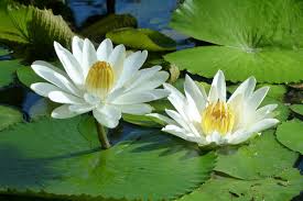 Image result for Nymphaea