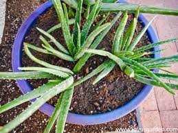 We just planted pups from two mature plants and got 56 new ones going. Planting Aloe Vera In Containers And The Mix To Use