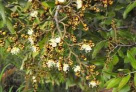 Image result for Julbernardia globiflora