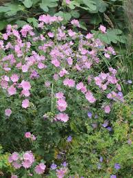 Malva Moschata Moschus Malve Stauden Pflanzen Schone Blumen