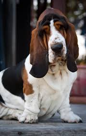Just from home we raise and breed all of our basset pups. Pin On Basset Hounds 1