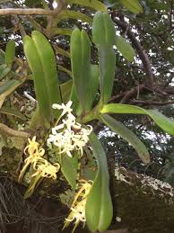 Image result for Cyrtorchis arcuata