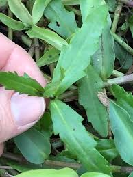 Image result for Enydra