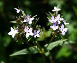 Image result for Conostomium natalense