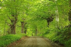 These Photos Prove Rural Vermont Is The Best Place To Live Forest Road Gorgeous Scenery Best Places To Live