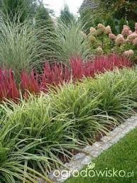 Image Result For Ornamental Grass Border Design Garden Tuin Grassen Achtertuin Planten Tuin