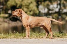 Image result for štýrský brakýř