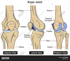 Check spelling or type a new query. Knee Joint Human Body Image Photo Free Trial Bigstock