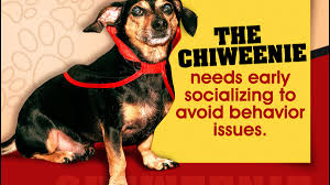 Chorkie breed rescues while you may understandably be wondering if it is even possible to obtain a chorkie from a rescue shelter, new advances in genetic science are providing an unexpected benefit for rescue shelters trying to place dogs in new forever homes. Personality Traits Of A Dachshund Chihuahua Mix Chiweenie Dogappy