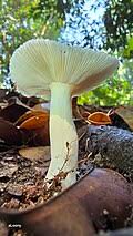 Image result for Russula perlactea