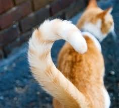 Eger Bir Kedi Kuyrugunun Ucunu Kivirip Size Yanasiyorsa Size Asik Olmus Demektir Kuyrugunu Kabarttiysa Panik Yapmadan Uzaklassaniz Iyi Olu Kedi Komik Iskele