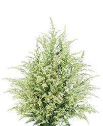 Pure white flower blossoms are wonderful additions to flower bouquets. 37 Filler Flowers Ideas Flowers Plants Wax Flowers