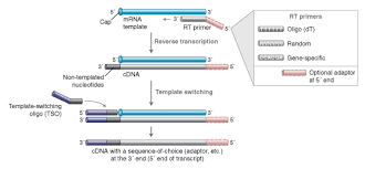Reverse transcriptase is the viral enzyme responsible for making a dna copy of the rna genome however, in cdna, all the introns have been spliced out (because cdna is made from mature mrna). Template Switching Rt Enzyme Mix Neb