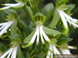 Image result for Bonatea