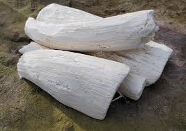 Image result for Synaptolepis