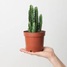 Image result for Stemodiopsis