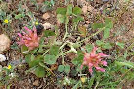 Image result for Trifolium spumosum