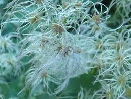 Image result for Clematis brachiata