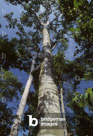 Image result for Hymenaea