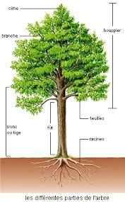 En réalité, tous les arbres perdent leurs feuilles pour répondre à un besoin naturel de régénérescence. Cartes Memoire Les Arbres Et La Foret Quizlet