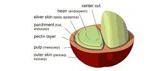 What Exactly Is A Coffee Bean Procaffeination
