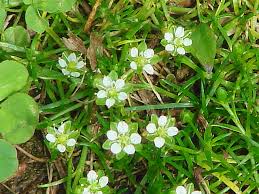 Image result for Sagina abyssinica