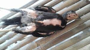 Manusia memerlukan istirahat pada malam hari setelah pada waktu siang hari sibuk bekerja atau melakukan. Posisi Tidur Ayam 2017 Youtube