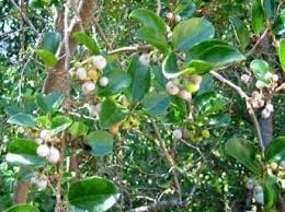 Image result for Dovyalis zeyheri