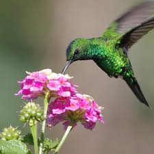 I have decided that my zone 7 is the perfect zone. 50 Flowers For Hummingsbirds And Sugar Water Recipe Empress Of Dirt