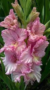 Pin On Flowers