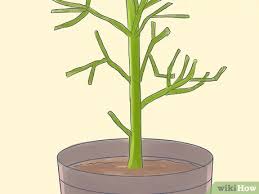 It spent the summer (about 50 days) outside where i hoped it would become a little more vertical. How To Grow A Pencil Tree Euphorbia Tirucalli 11 Steps