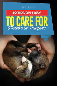 12 Tips For Caring For Newborn Puppies Newborn Puppies Newborn Puppy Care Puppy Care