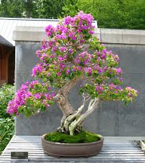 Asheville arborists are isa certified arborists and tree workers that have served western north carolina since 2010. Beautiful Southern Garden With Spanish Moss Hanging From The Trees Bougainvillea Bonsai Japanese Bonsai Tree Bonsai Tree