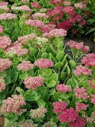 Succulent foliage will die back to the ground in cold winter regions, but. Sedum Crystal Pink Bluestone Perennials