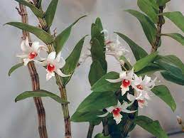 Dendrobium Draconis Dendrobium Orchids Orchids Orchid Flower
