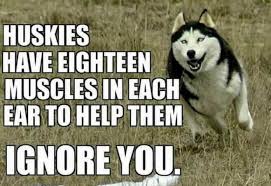 That S True With My Husky Even When She Was Younger Siberian Husky Funny Husky Husky Funny