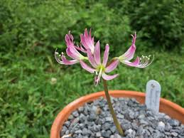 Image result for Brunsvigia