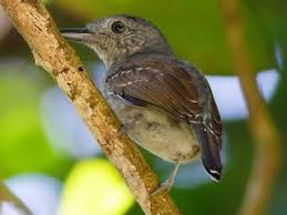 Image result for Micractis bojeri