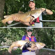 Home › pets & animals › how long do catfish live? Flathead Catfish Illinois