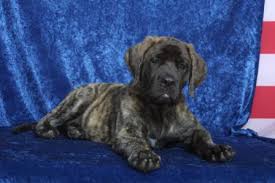 Feeding And Exercising Your Mastiff Puppy