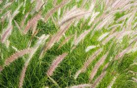 Image result for Aristida scabrivalvis