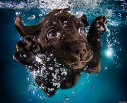 Use them in commercial designs under lifetime, perpetual & worldwide rights. This Photographer Taught 1 500 Puppies How To Swim These Are The Impossibly Adorable Results Huffpost