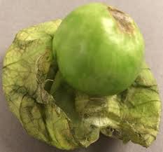 Image result for Solanum macrocarpon