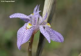 Image result for Moraea simulans