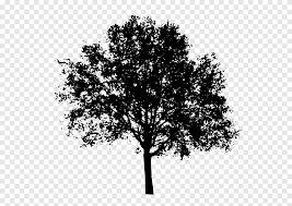 Tree silhouette 5, volume 1. Tree Silhouette Tree Maple Leaf Png Pngegg