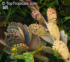 Image result for Kalanchoe marmorata