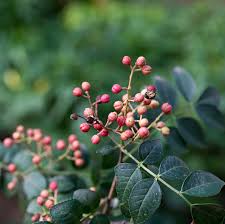 Image result for Zanthoxylum sp. A