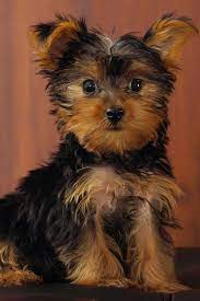 Light Brown And Dark Brown Adorable Dog Teacup Yorkie Puppy Yorkie Puppy Yorkie Dogs