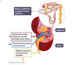 How The Kidney Works Kidney Arteries Bladder