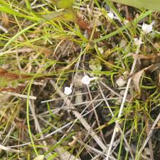 Image result for Utricularia arenaria